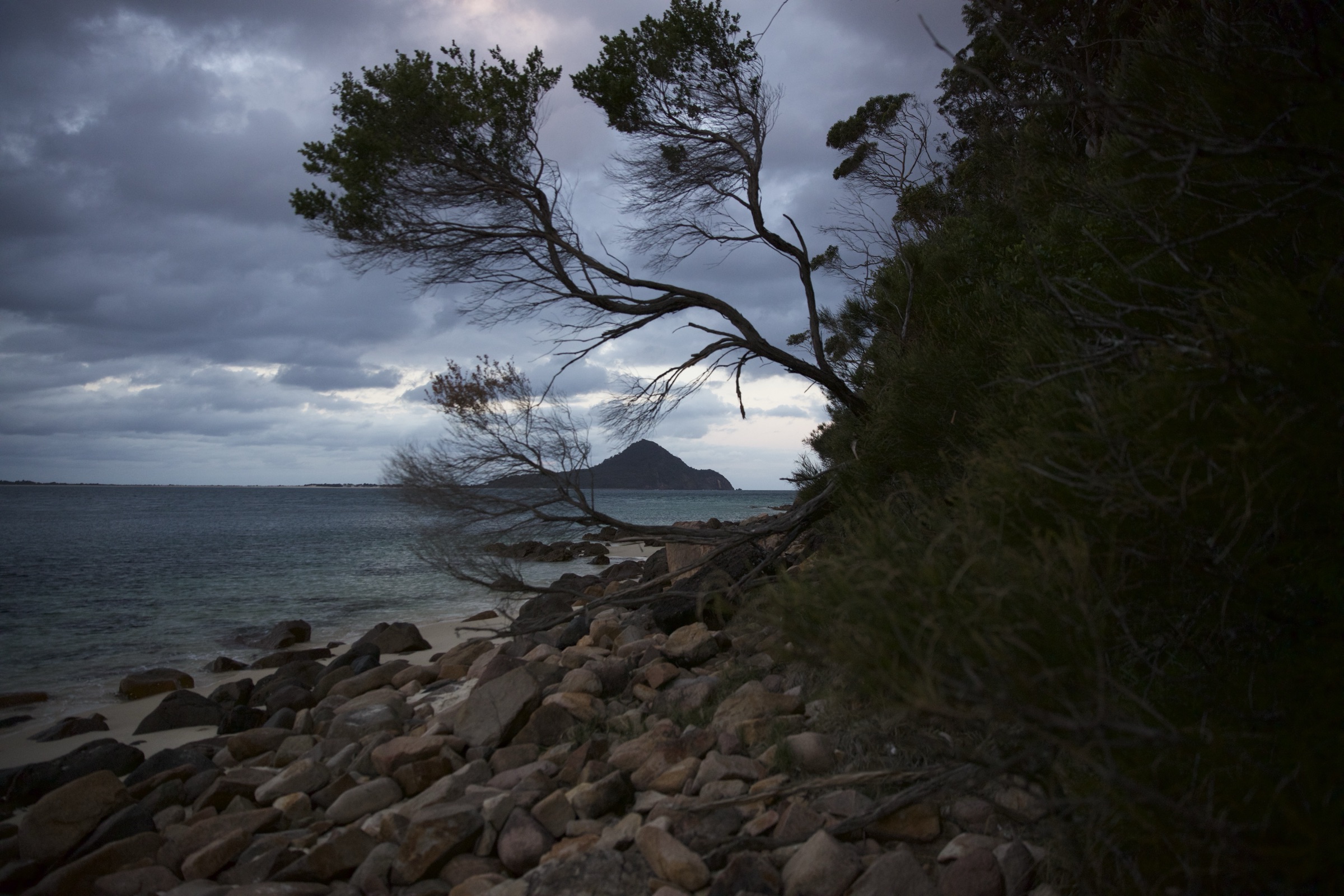 A bent tree in a dark windswept landscape under a heavy sky.